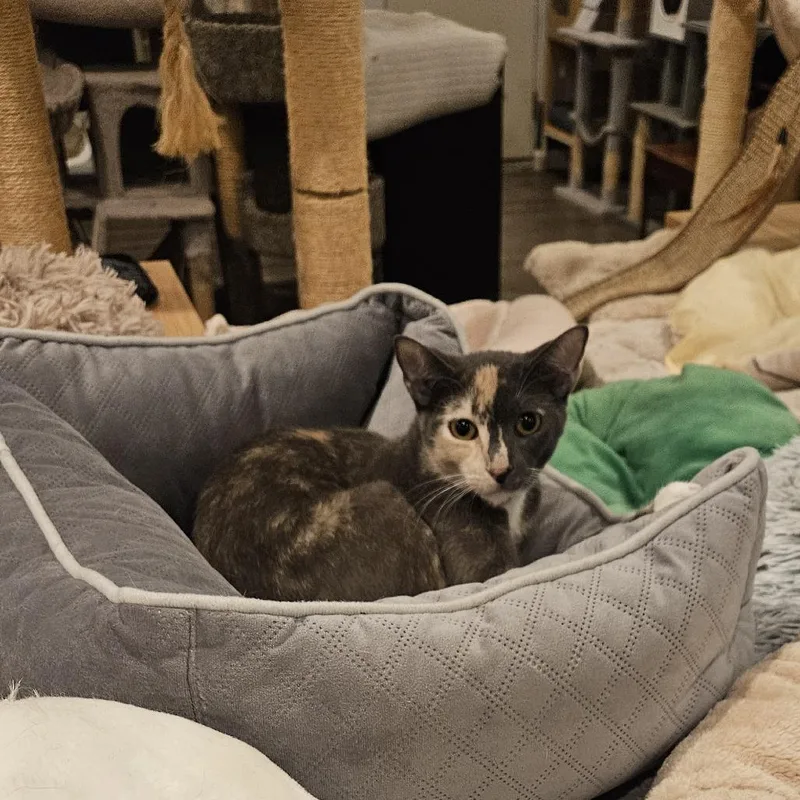 Creme Brulee thumbnail 5