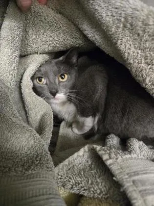 An adult medium-sized female Domestic Short Hair cat named Dana Evans for adoption in West Chester, PA