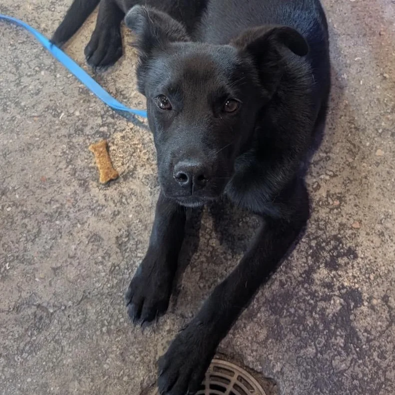 A young medium-sized female Black Labrador Retriever dog named Churro for adoption in Calabash, NC