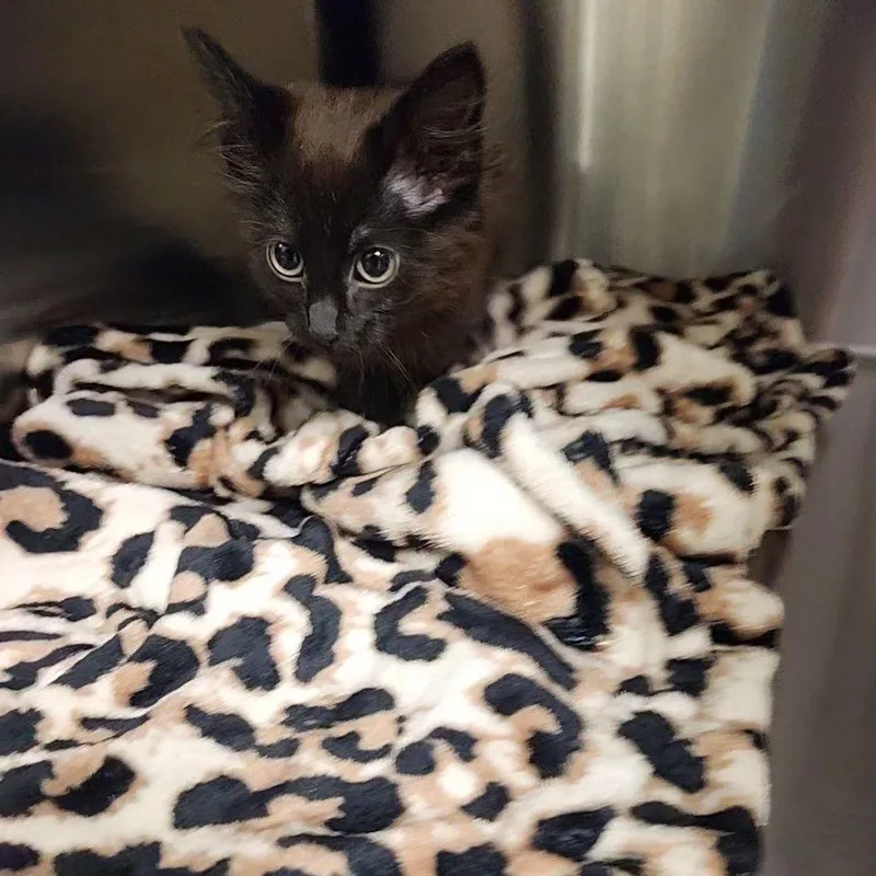 A baby medium-sized female Domestic Medium Hair cat named Found for adoption in Liberty, MO