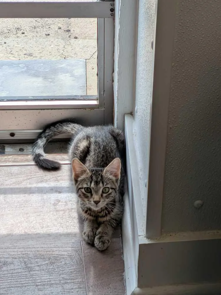 A baby medium-sized female Domestic Short Hair cat named Avery for adoption in Milltown, NJ