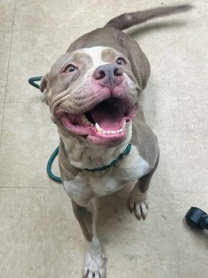 An adult medium-sized female Apricot / Beige Pit Bull Terrier dog named Ava for adoption in Martinsville, VA