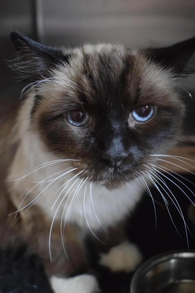 An adult large-sized male Siamese cat named Gumby for adoption in Pahrump, NV