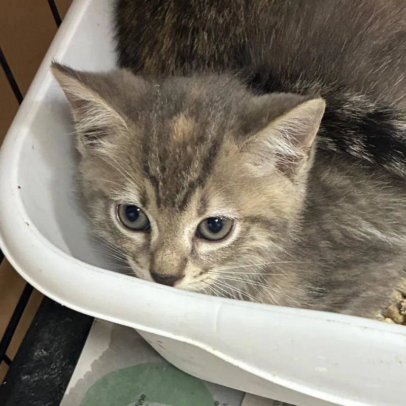 A baby small-sized female Domestic Short Hair cat named Hocus for adoption in Gadsden, AL