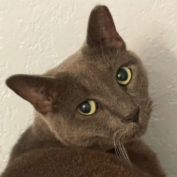An adult medium-sized male Gray / Blue / Silver Russian Blue cat named Ash for adoption in Lauderhill, FL