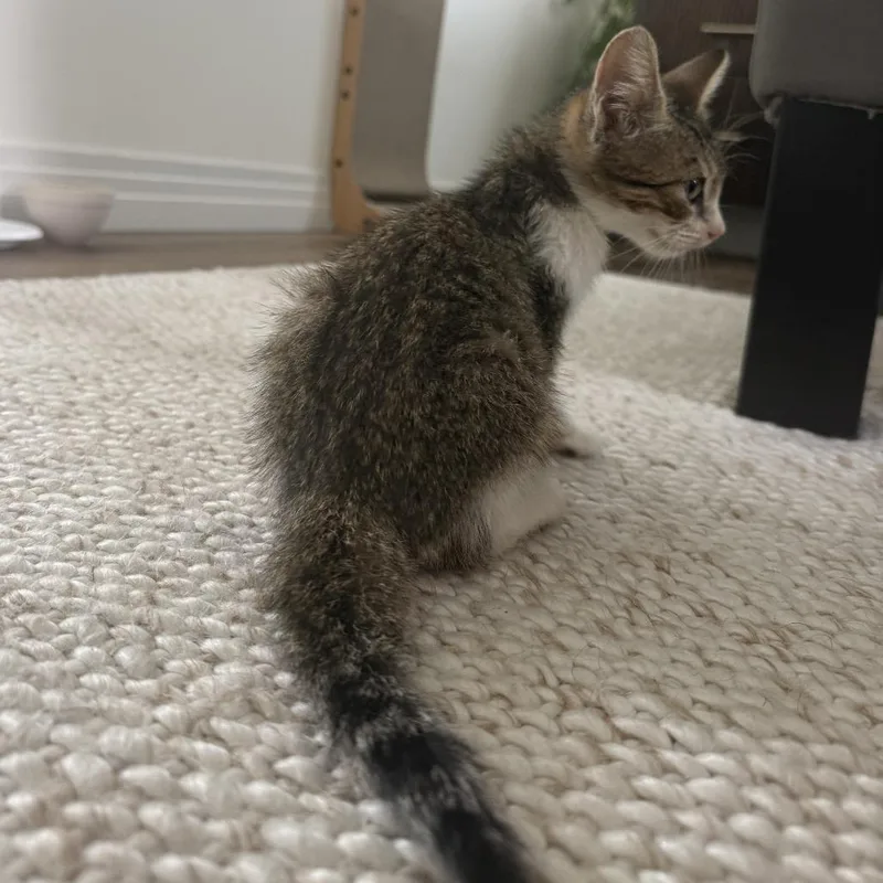 A baby small-sized female Brown / Chocolate Domestic Short Hair cat named Claw for adoption in Los Angeles, CA