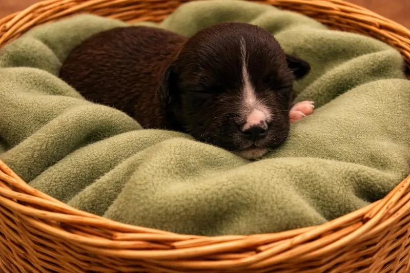 A baby small-sized male Mixed Breed dog named Ivan for adoption in Centralia, IL