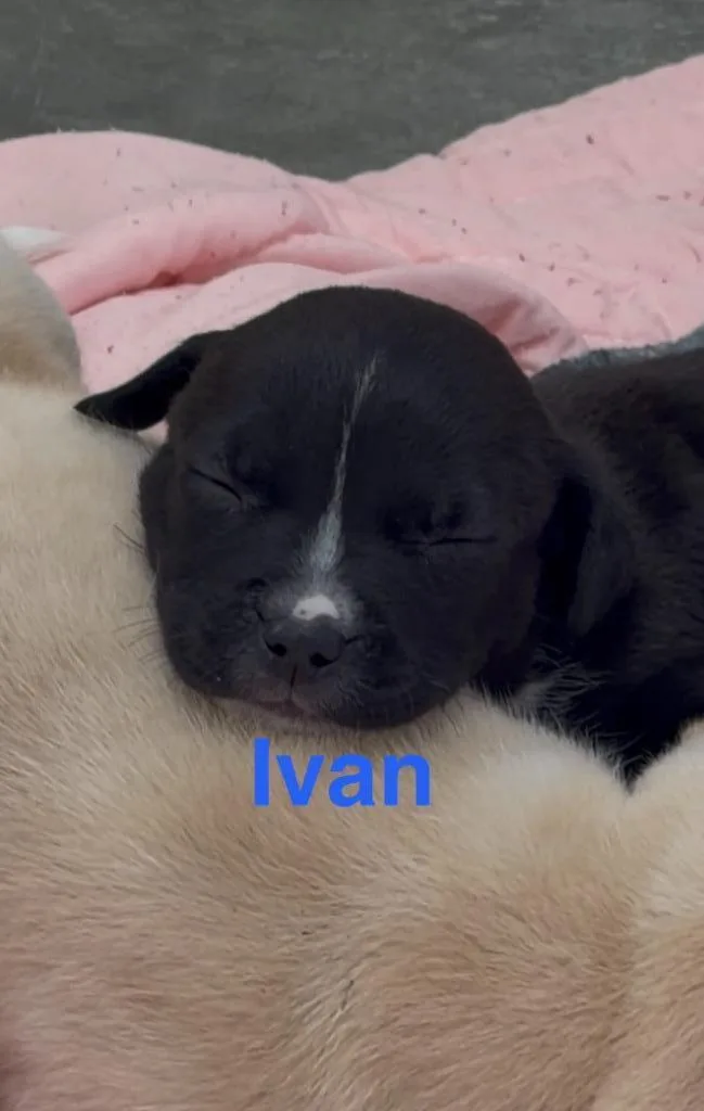 Ivan thumbnail 2