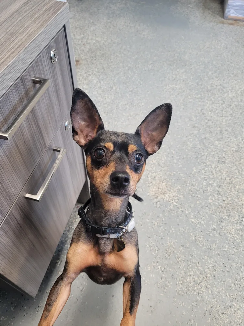 An adult small-sized male Miniature Pinscher dog named Chico Bean for adoption in North Attleboro, MA