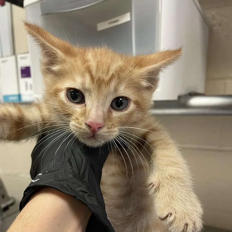 A baby small-sized male Domestic Short Hair cat named Cassian for adoption in Reno, NV