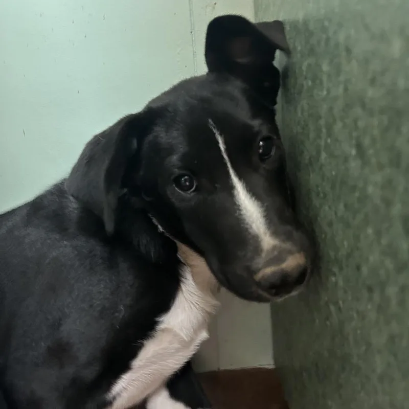 A baby small-sized male Black Australian Cattle Dog / Blue Heeler dog named Rigby for adoption in West Point, MS