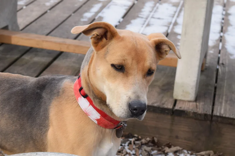 Annabelle thumbnail 2