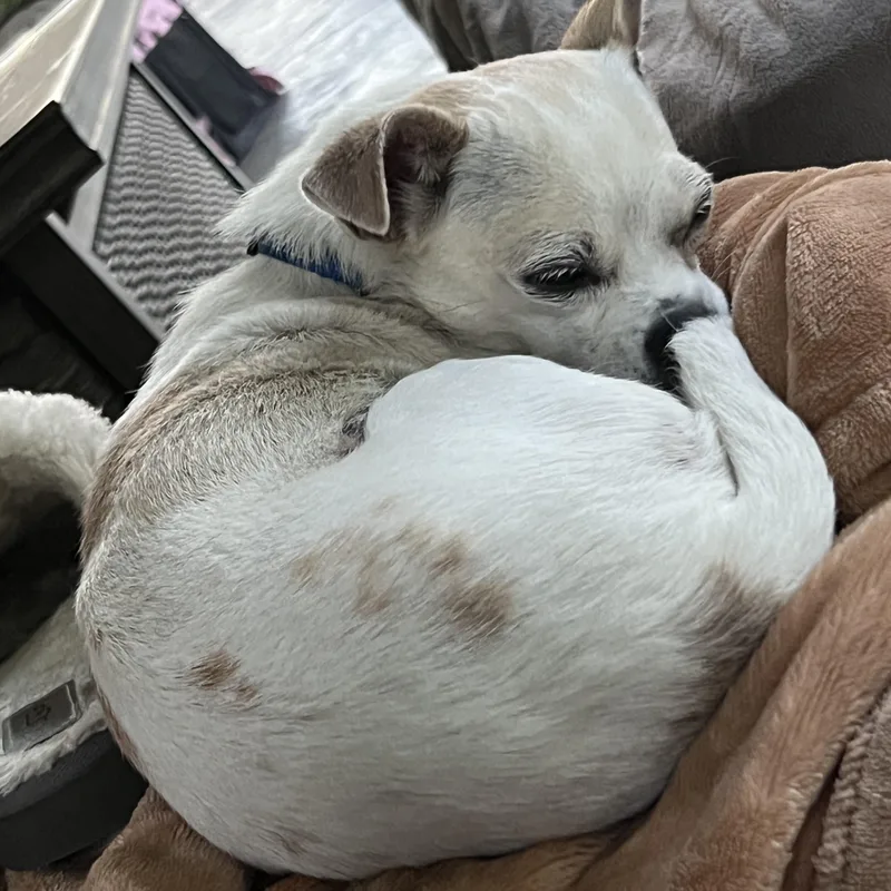 An adult small-sized female Apricot / Beige Chihuahua dog named Margie for adoption in West Hollywood, CA