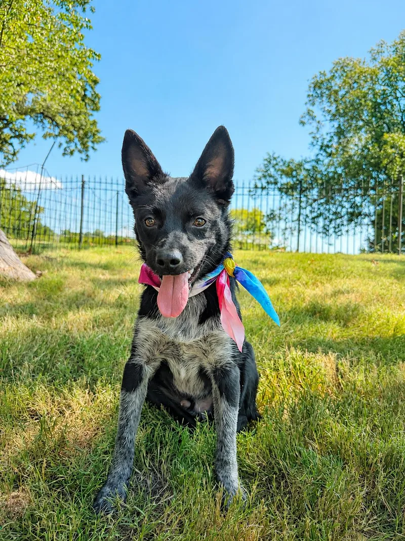 A baby medium-sized male Australian Cattle Dog / Blue Heeler dog named Rooney for adoption in Cordova, TN