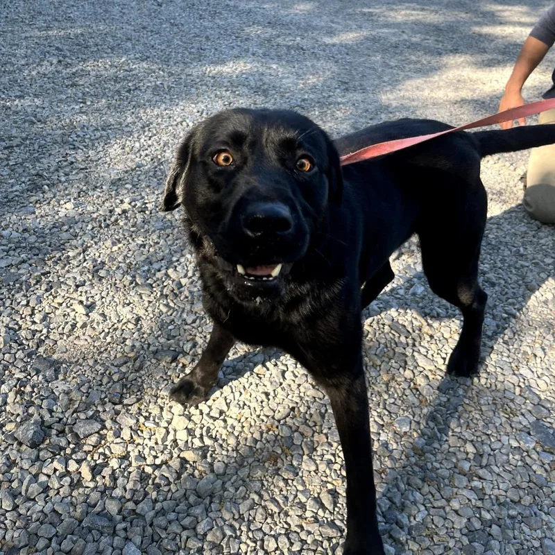 An adult medium-sized male Black Labrador Retriever dog named Casey for adoption in Clanton, AL