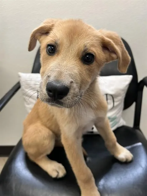 A baby small-sized female German Shepherd Dog dog named Dawn for adoption in Killeen, TX