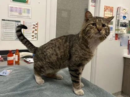 An adult large-sized male Brown / Chocolate Domestic Short Hair cat named Robert Mcrobertson for adoption in Kansas City, MO