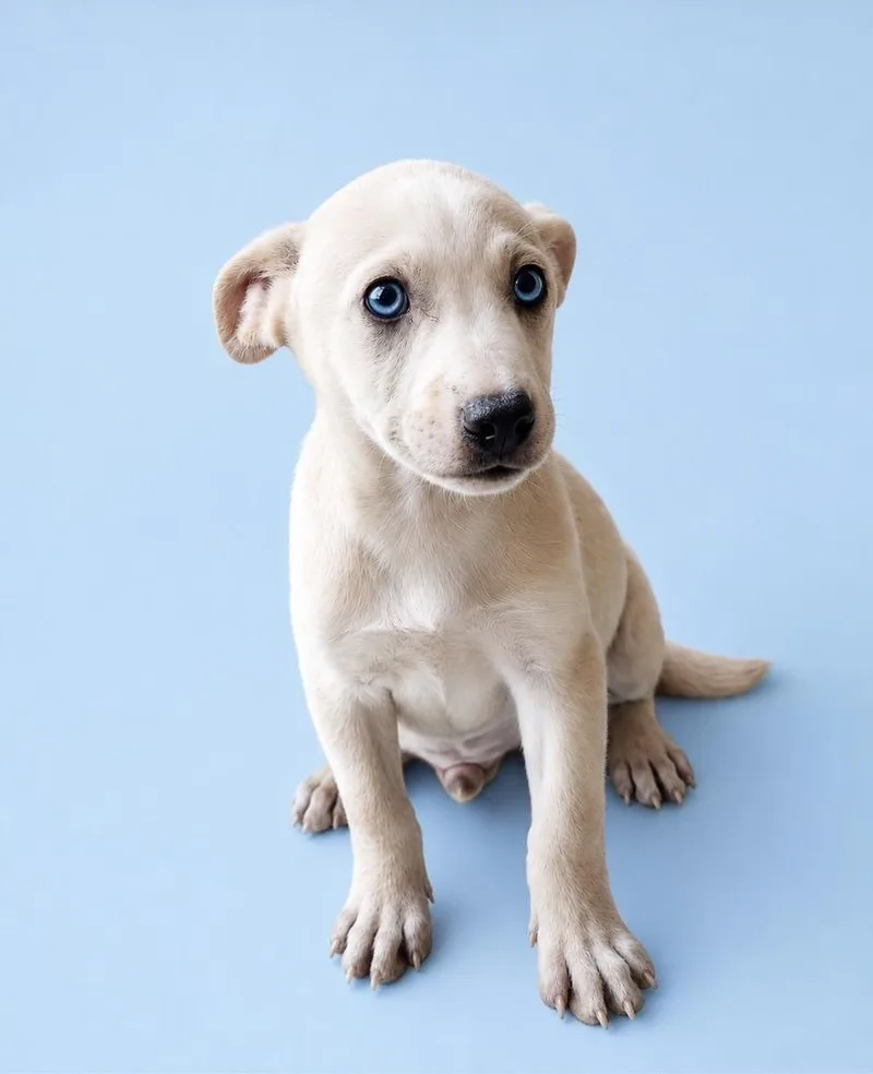 A baby medium-sized male White / Cream Labrador Retriever dog named Dennis for adoption in Escondido, CA