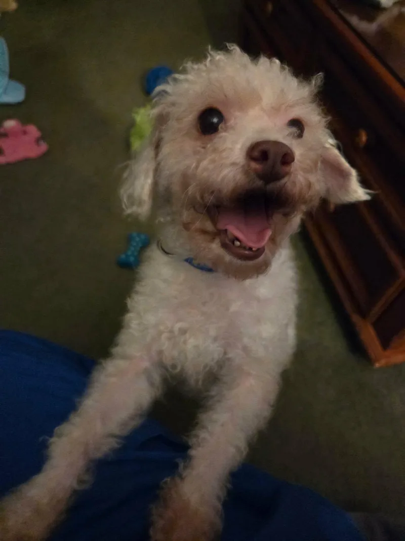 An adult small-sized male Miniature Poodle dog named Cotton for adoption in Port Orange, FL