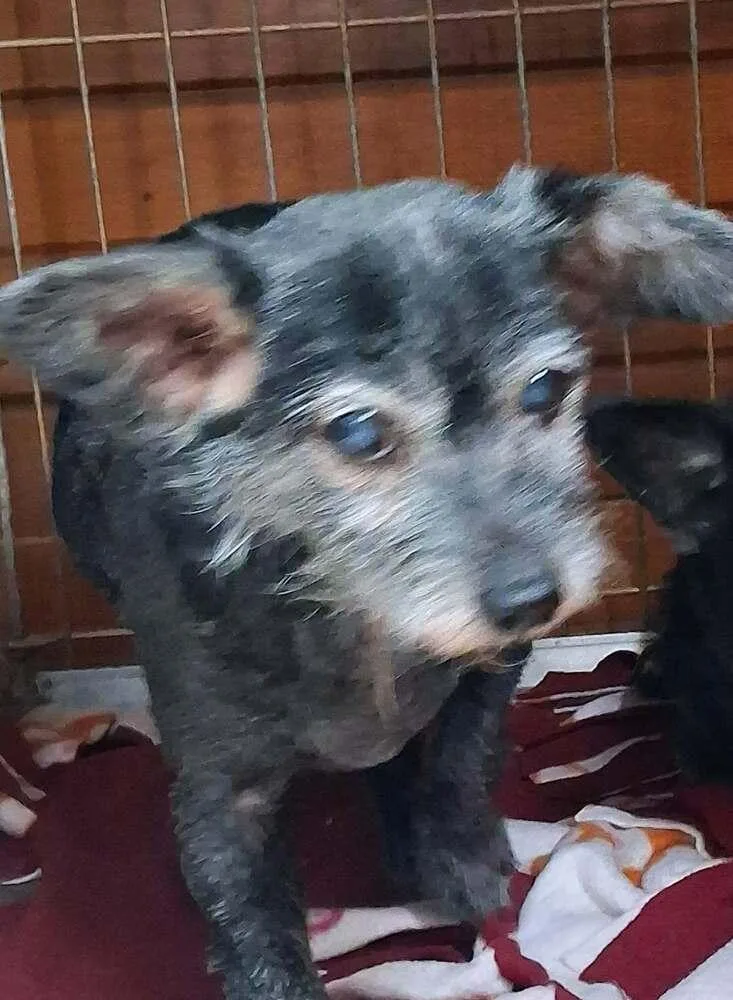 Toto