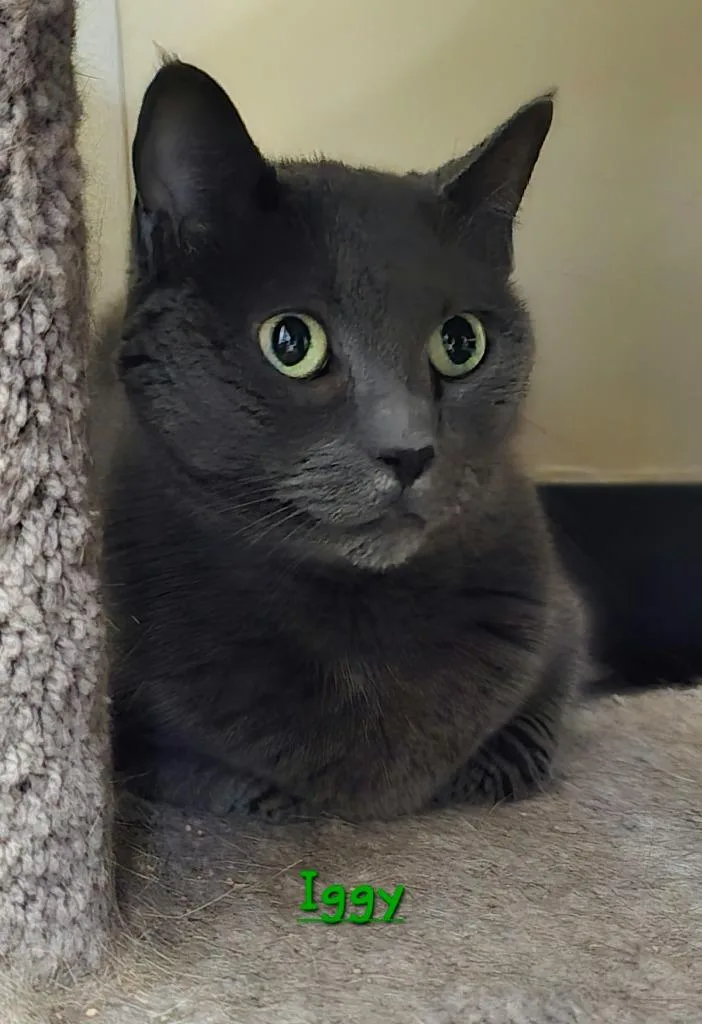 A senior medium-sized female Domestic Short Hair cat named Iggy for adoption in Cedar Rapids, IA