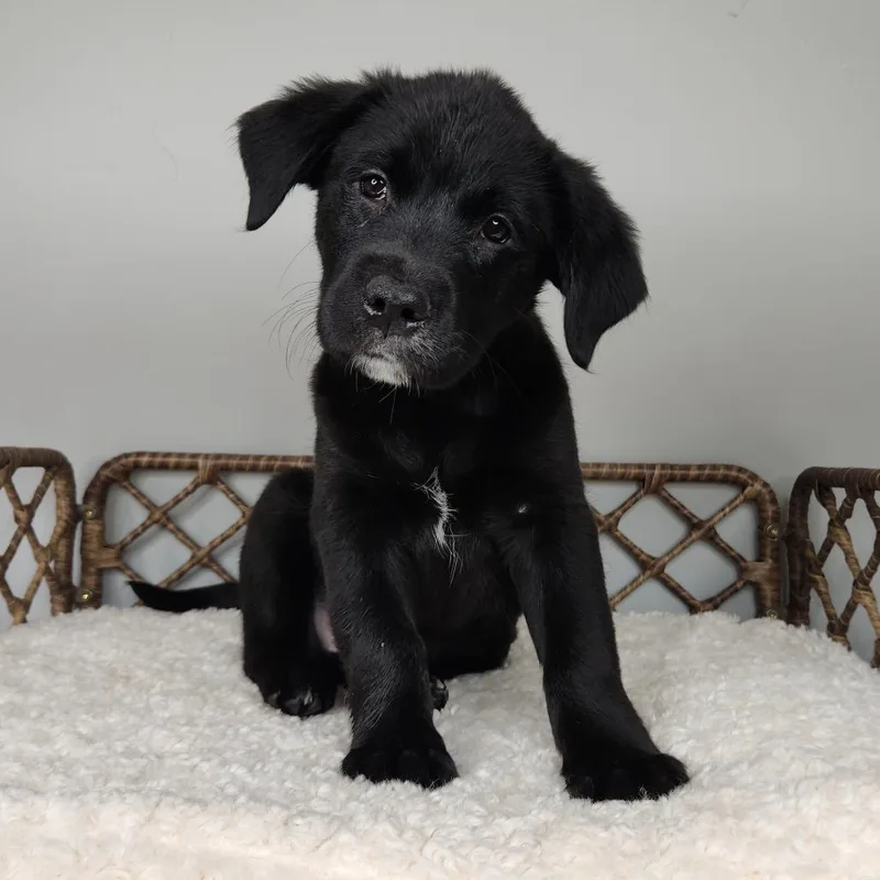 A baby small-sized male Black Labrador Retriever dog named Sway for adoption in Fort Wayne, IN