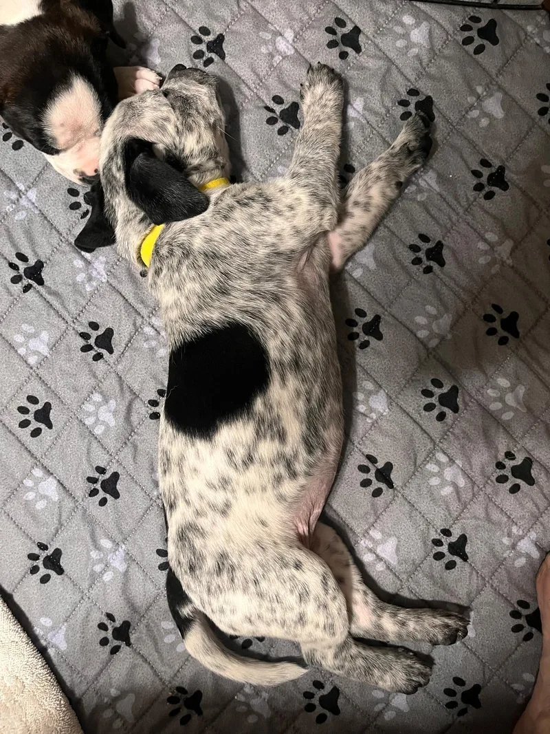 A baby small-sized female Australian Cattle Dog / Blue Heeler dog named Dotty for adoption in Discovery Bay, CA
