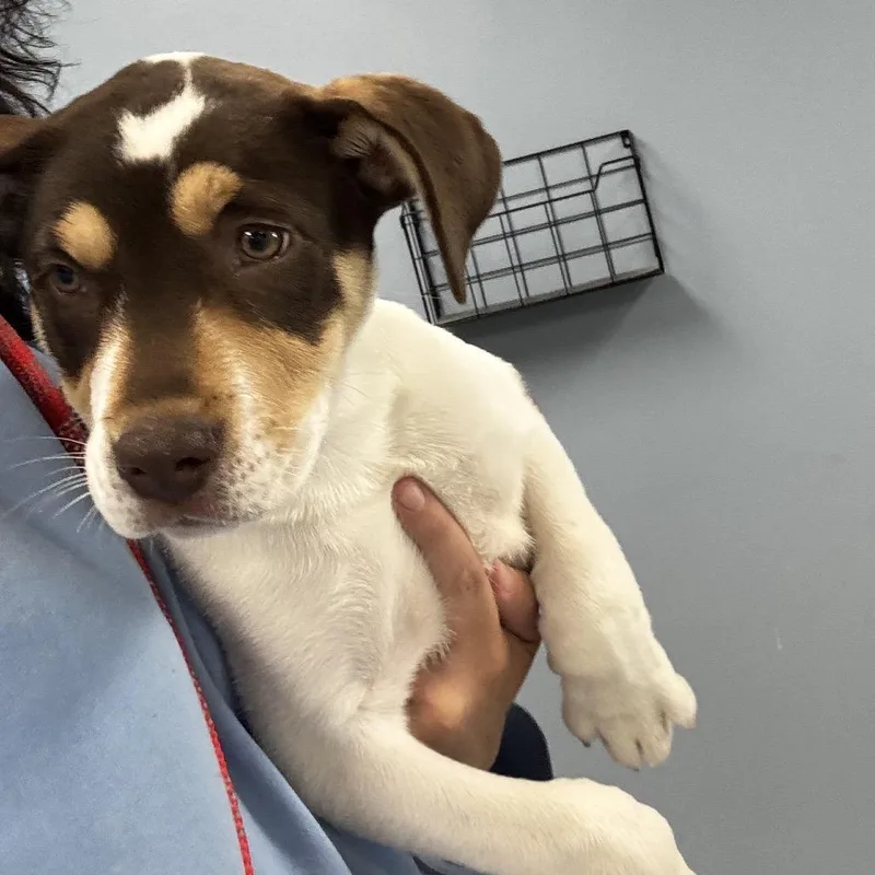 A baby small-sized female Brown / Chocolate Mixed Breed dog named Nova for adoption in St Joseph, MO