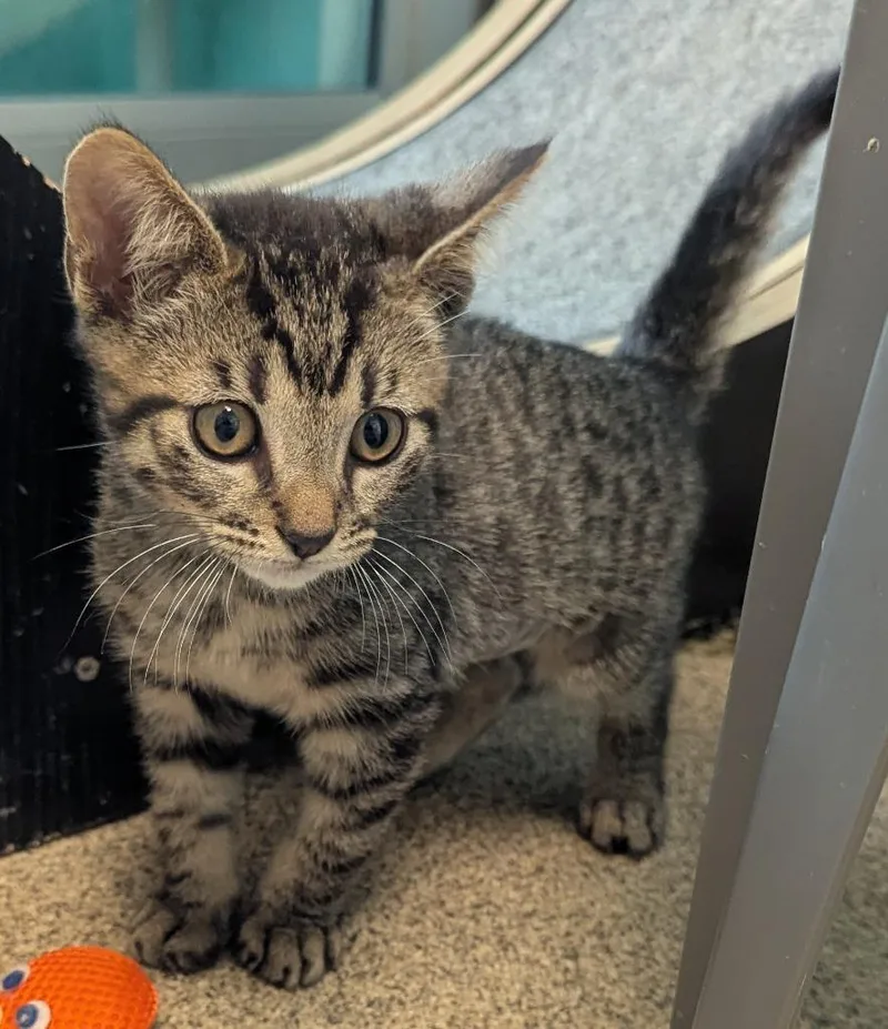 A baby small-sized male Domestic Short Hair cat named Dinosaur for adoption in Cape Coral, FL