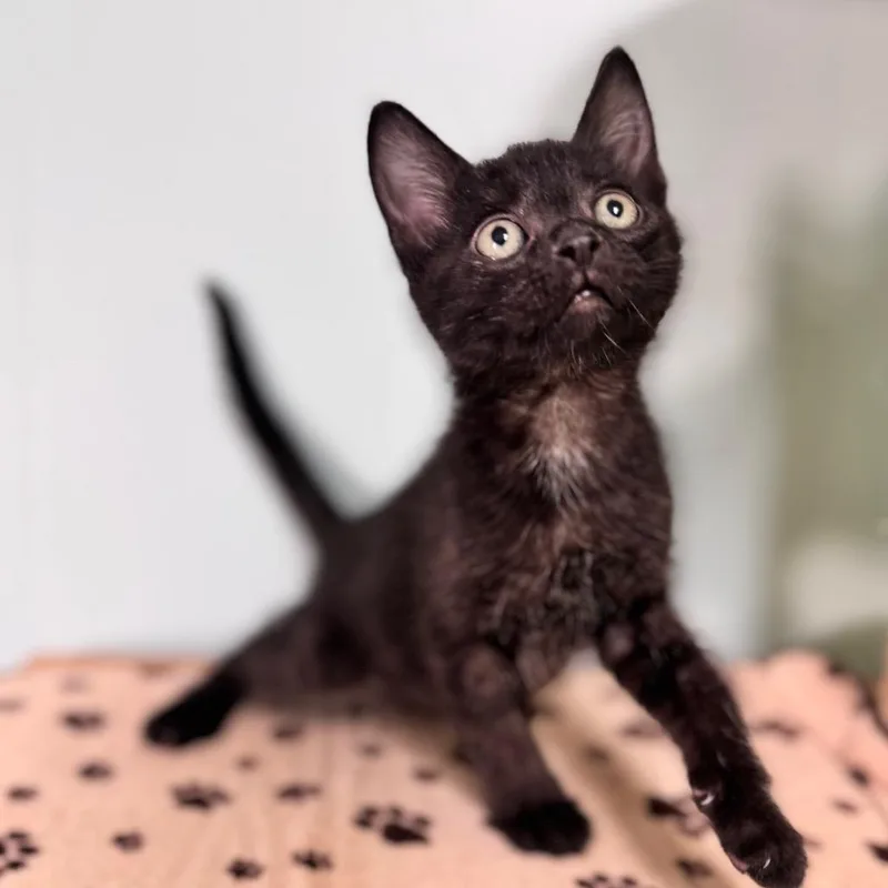 A baby small-sized male Black Domestic Short Hair cat named Pumbaa for adoption in Brownsboro, AL