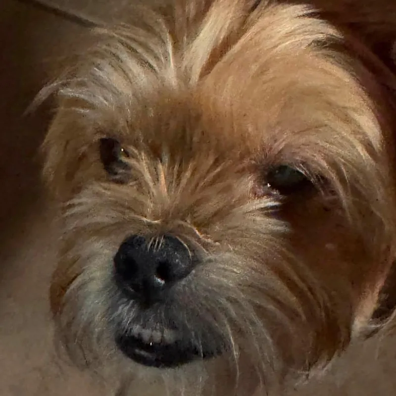 A senior small-sized male Yellow / Tan / Blond / Fawn Shih Tzu dog named Bung for adoption in Allen, TX