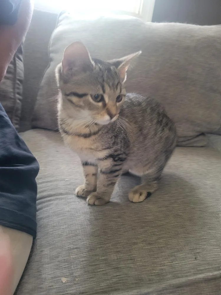 A young small-sized male Brown / Chocolate Domestic Short Hair cat named Katniss for adoption in Lorain, OH