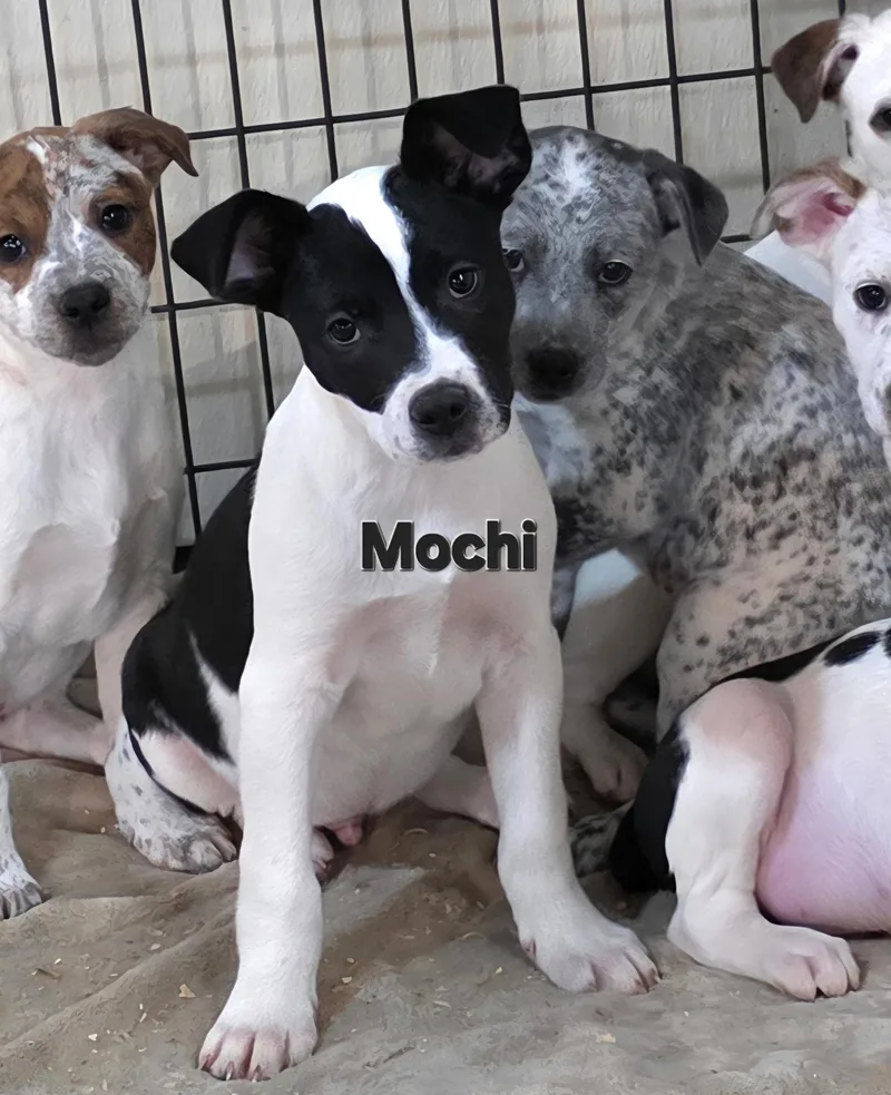 Mochi thumbnail 2
