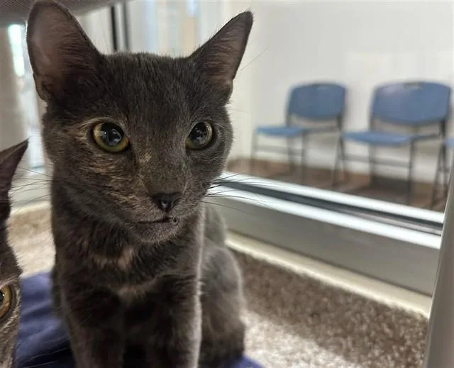 A young small-sized female Domestic Short Hair cat named Sally for adoption in Pueblo, CO