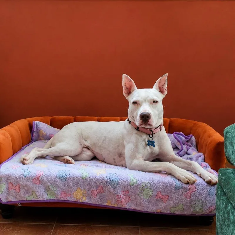 An adult medium-sized female White / Cream Pit Bull Terrier dog named Diamond for adoption in Wappingers Falls, NY