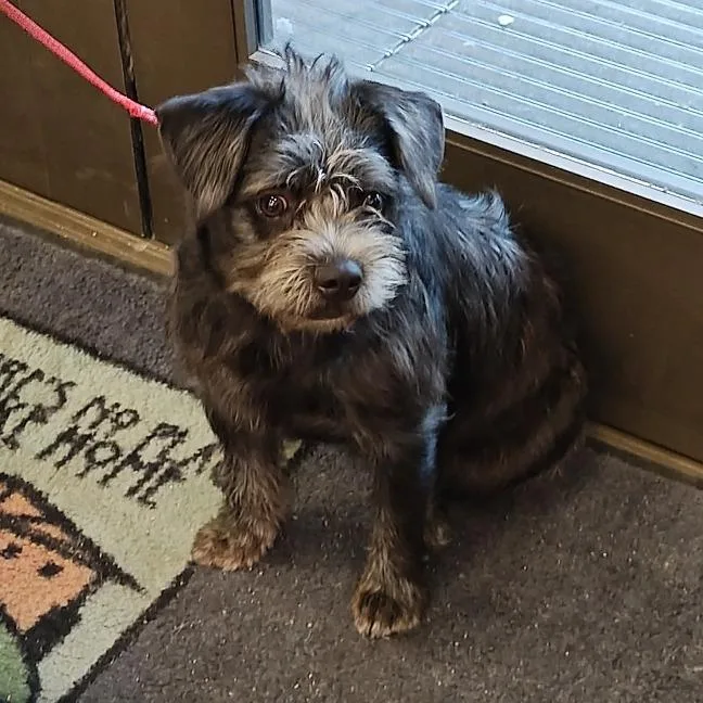 An adult small-sized male Black Terrier dog named IEPAStray for adoption in Upland, CA