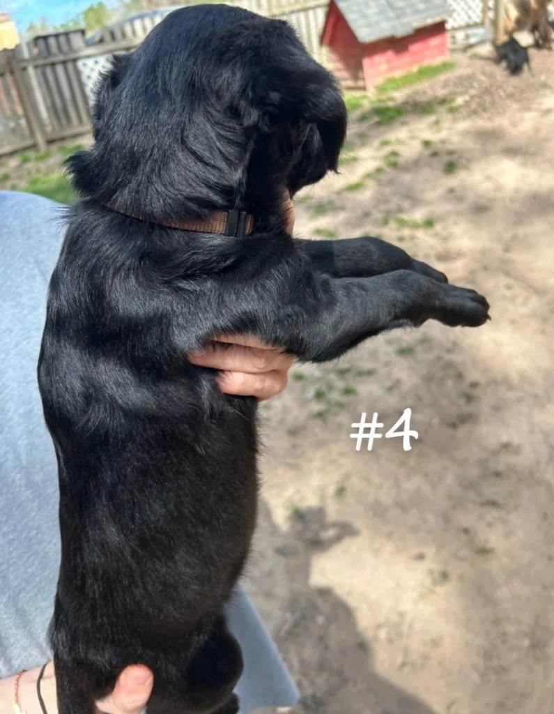 Flounder thumbnail 2