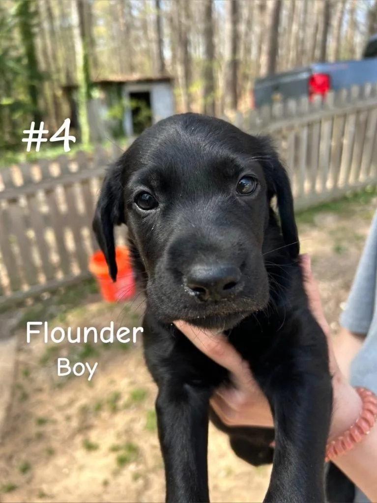 Flounder thumbnail 3