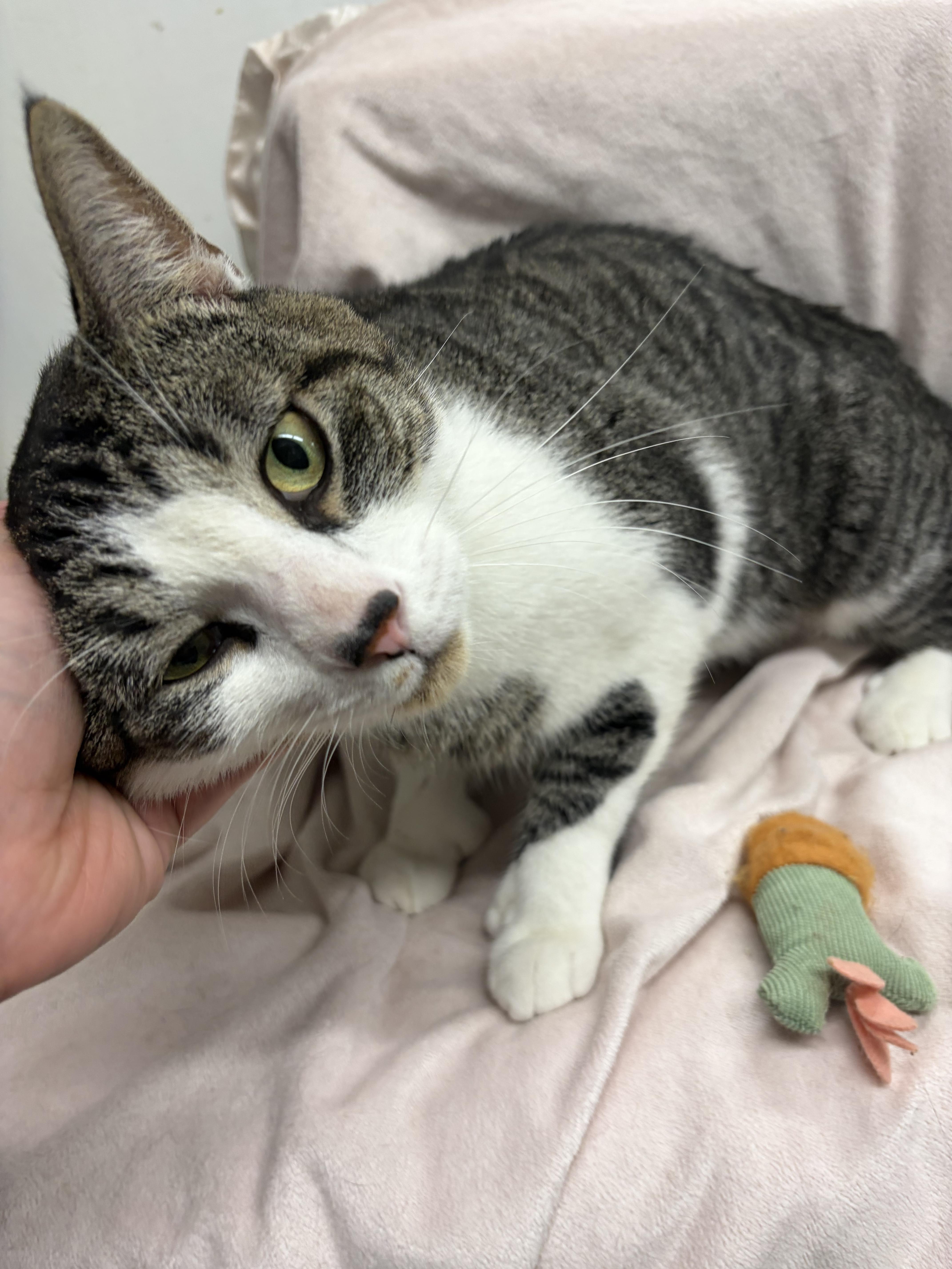 An adult medium-sized male Tabby (Brown / Chocolate) Domestic Short Hair cat named Mister for adoption in Mansfield, CT