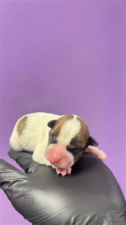A baby small-sized male White / Cream Mixed Breed dog named Pup for adoption in El Paso, TX