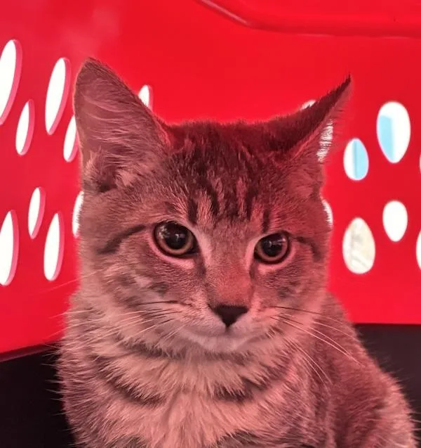 A baby small-sized male Domestic Short Hair cat named Noble for adoption in Ridgewood, NY
