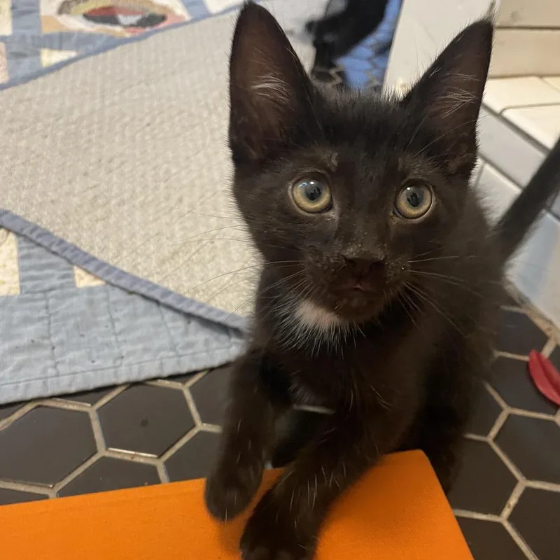 A baby small-sized male Black Domestic Short Hair cat named Mayapple for adoption in Bloomington, IL