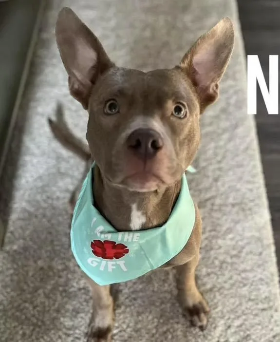 A young medium-sized female Brown / Chocolate Pit Bull Terrier dog named Noel for adoption in Harrington, DE