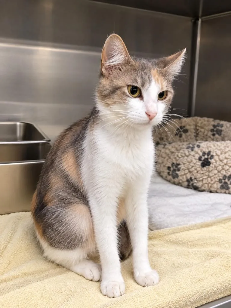 A young medium-sized female Domestic Short Hair cat named Big Mama for adoption in Murray, KY