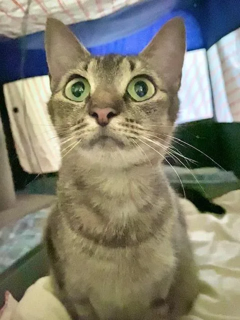 A young medium-sized female Tabby (Brown / Chocolate) Domestic Short Hair cat named BarbaraAnn for adoption in Chattanooga, TN