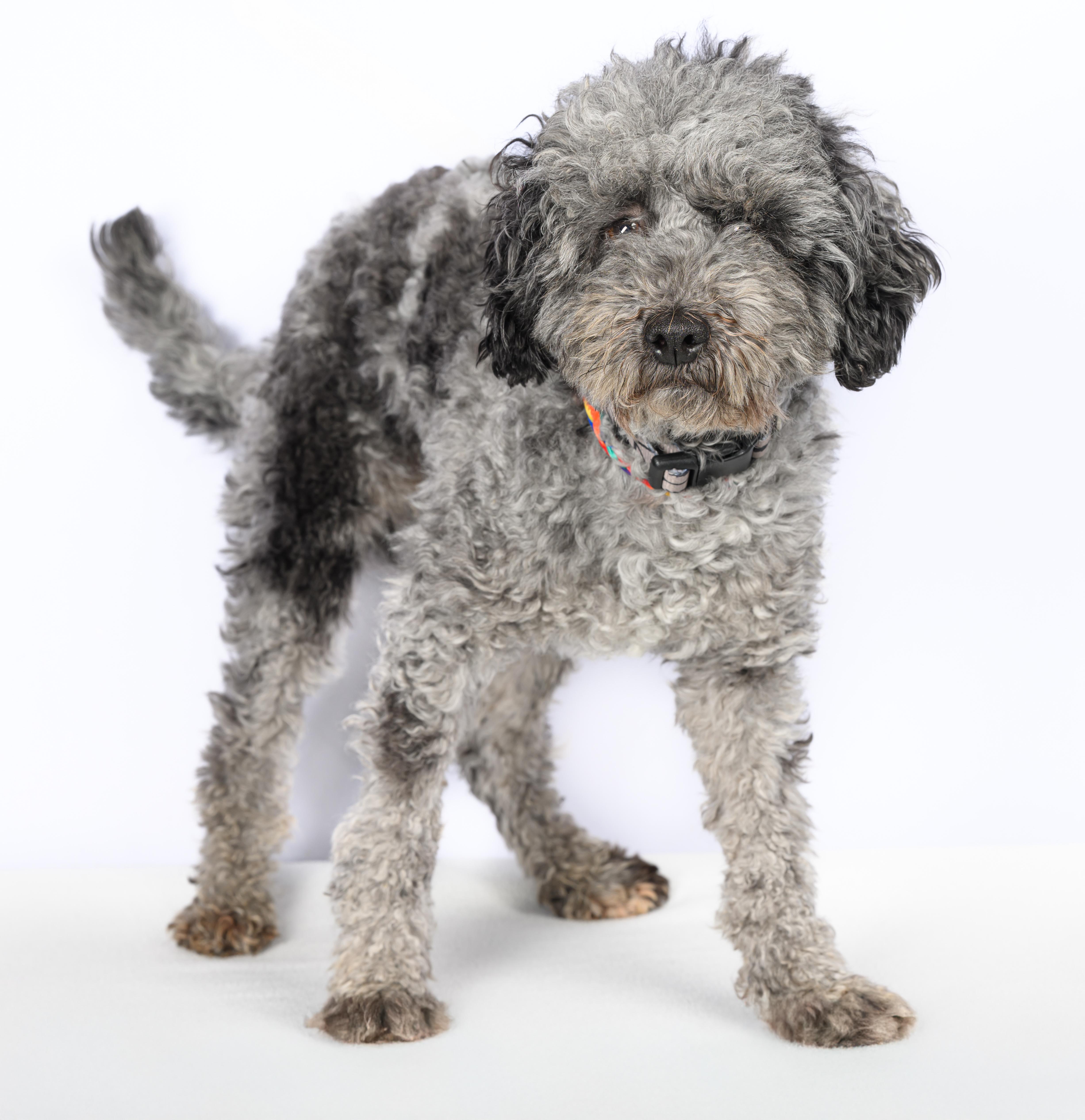 A young small-sized male Gray / Blue / Silver Australian Shepherd dog named Corona for adoption in Tinley Park, IL