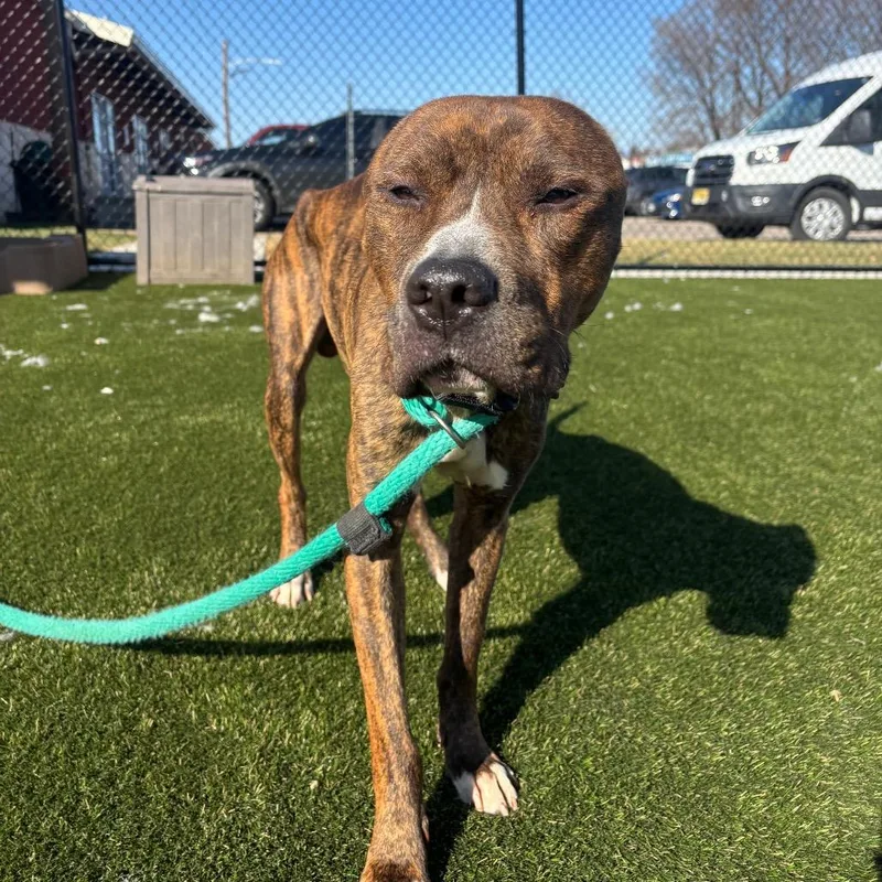 Buddy Lee thumbnail 2