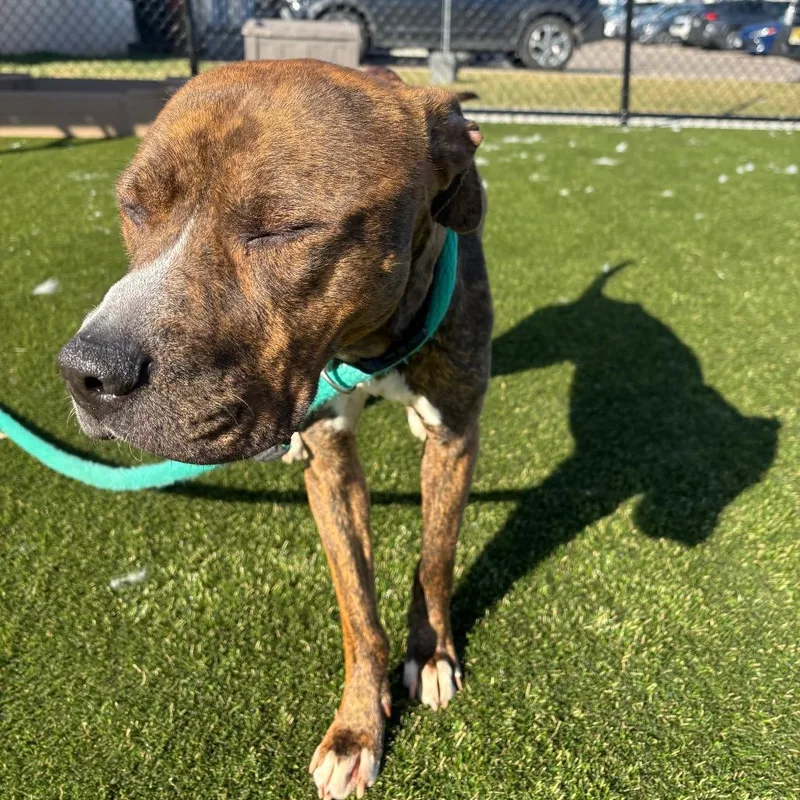 Buddy Lee thumbnail 3