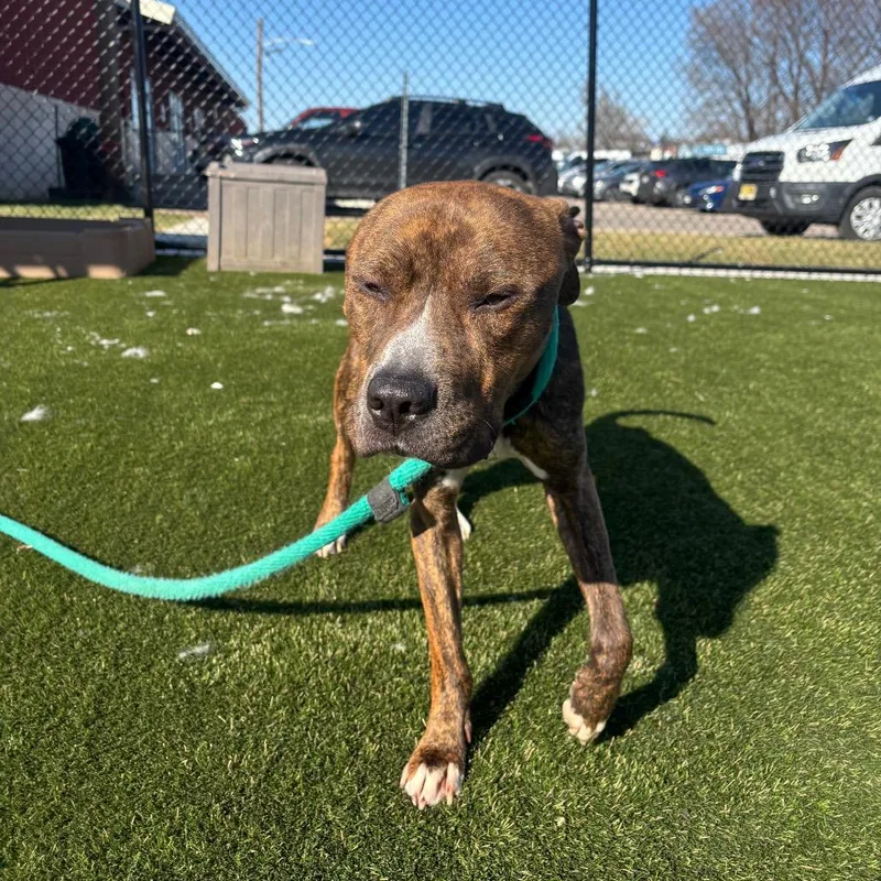 Buddy Lee thumbnail 4