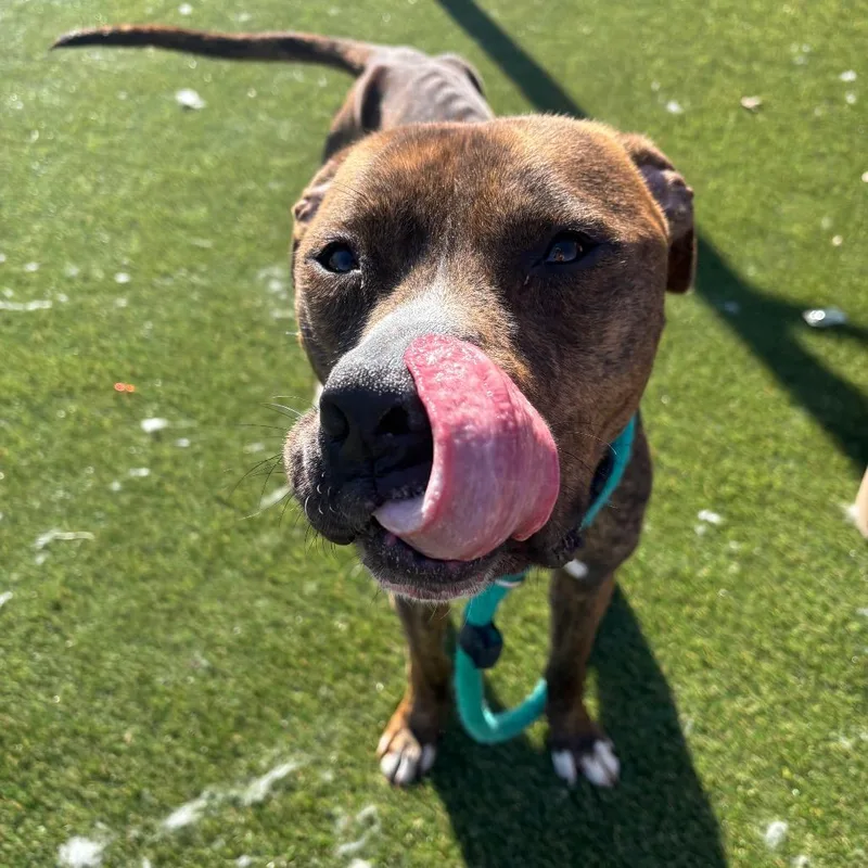 Buddy Lee thumbnail 5